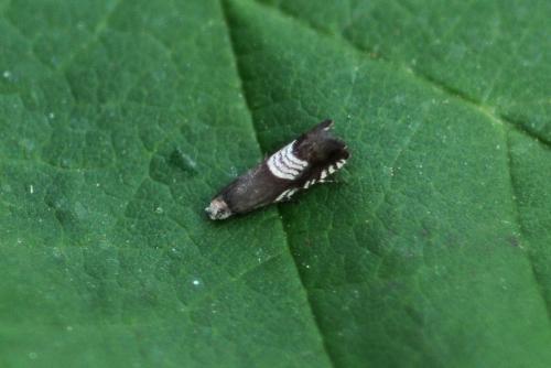 Réf. 309 098 : Grapholita compositella